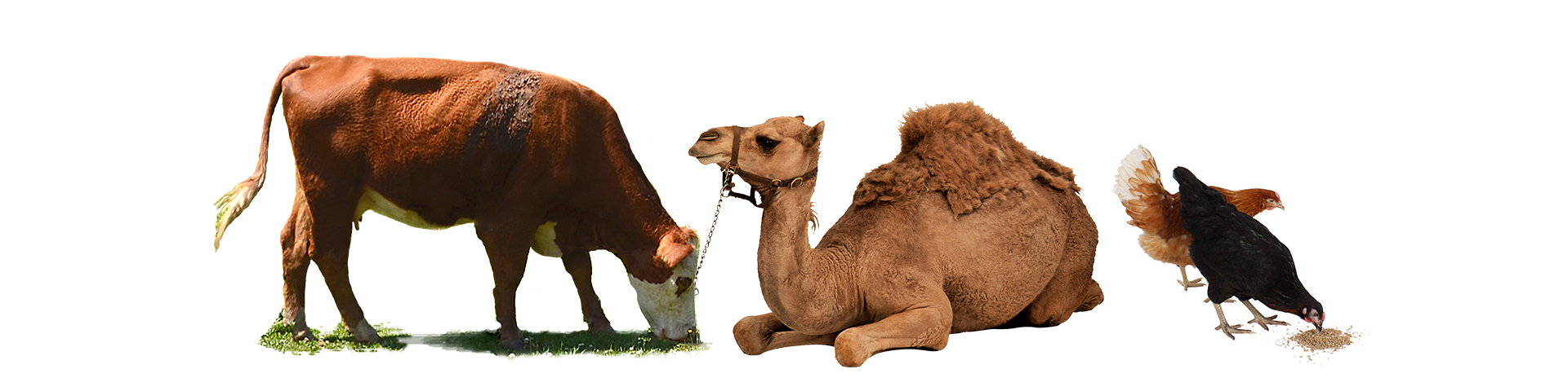 Animal Feed - Addittin